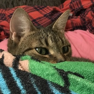 Fundraising Page: Celestial Octopus